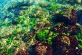 Underwater reef on the Adriatic coast in Croatia